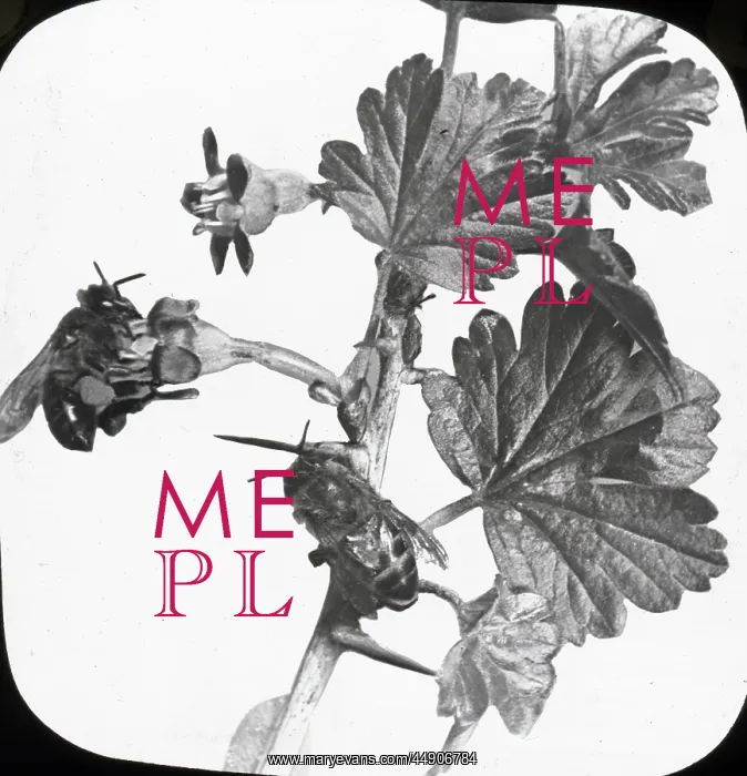 : Beekeeping Lantern Slide series : Beekeeping Lantern Slide series