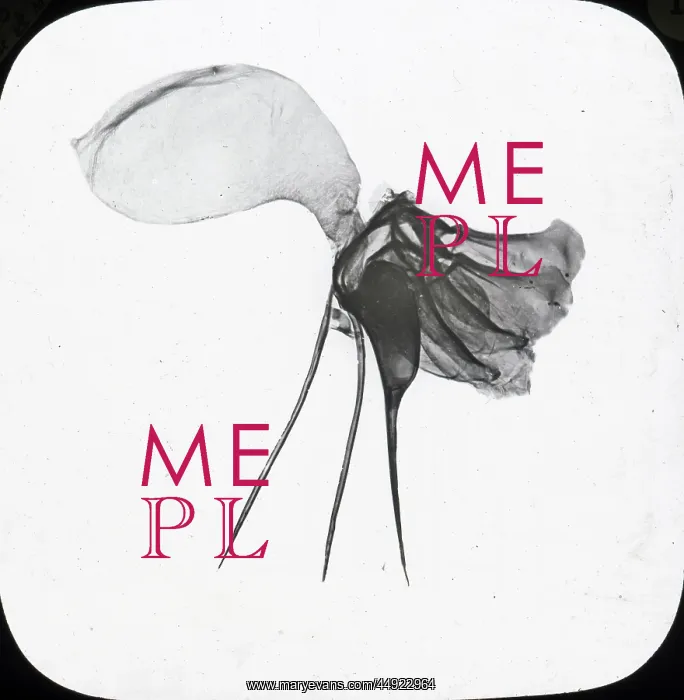 : Beekeeping Lantern Slide series : Beekeeping Lantern Slide series