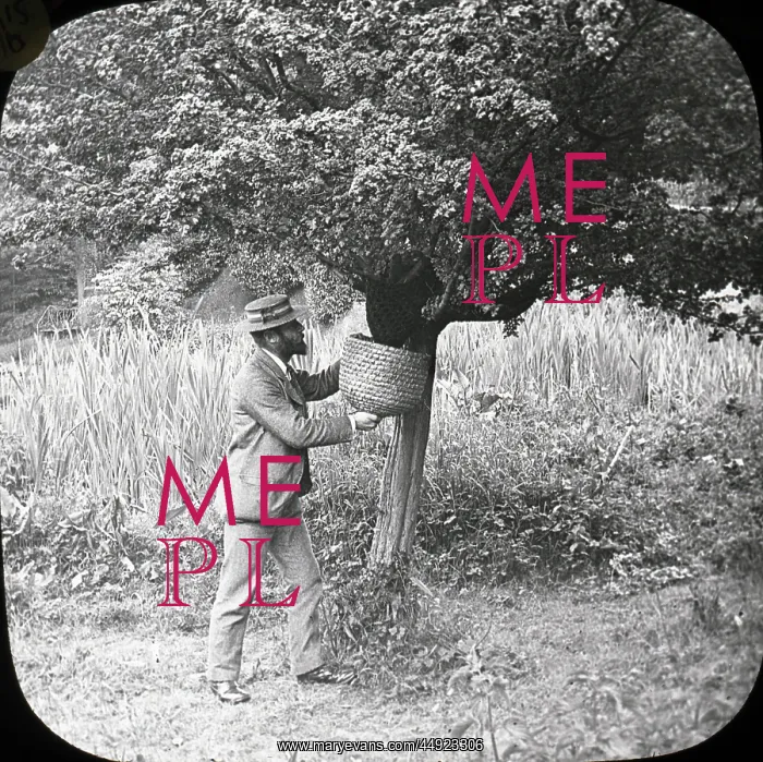 : Beekeeping Lantern Slide series : Beekeeping Lantern Slide series