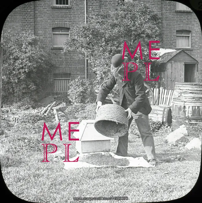 : Beekeeping Lantern Slide series : Beekeeping Lantern Slide series