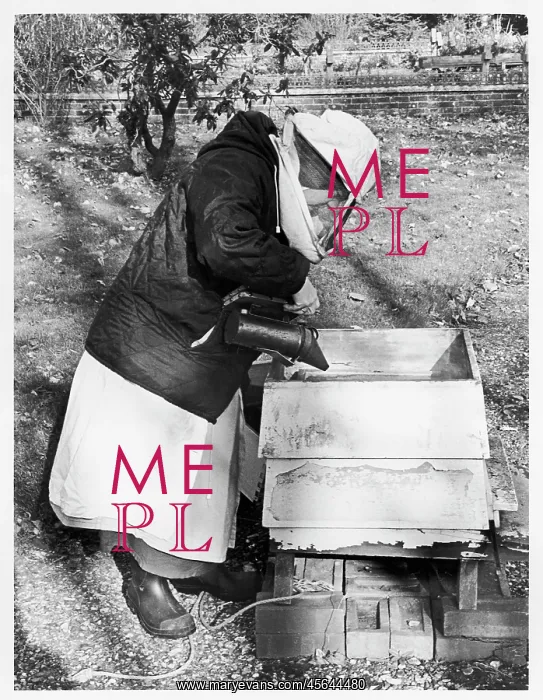 : Beekeeping nun, Poor Clares Convent : Beekeeping nun, Poor Clares Convent
