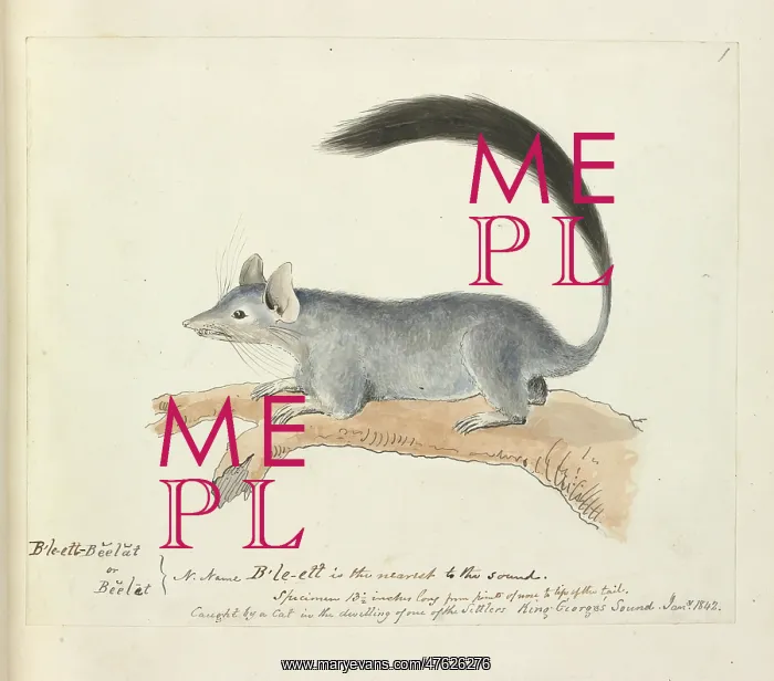 : Beelat (aboriginal name) : Beelat (aboriginal name)