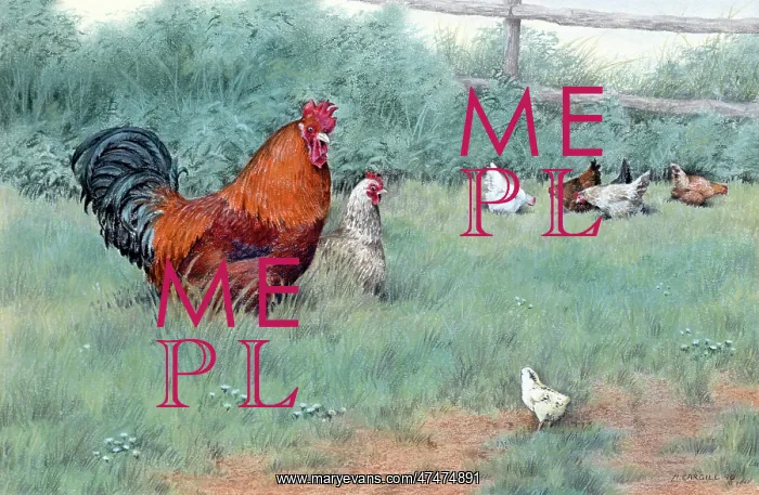  : Where have you been? ? cockerel