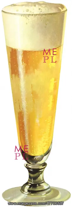 : Beer in Pilsner Glass : Beer in Pilsner Glass