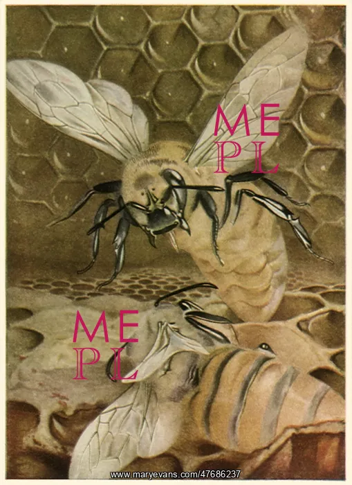 : Bees in Beehive : Bees in Beehive