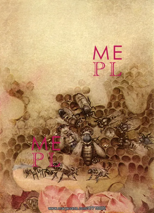 : Bees in Honeycomb : Bees in Honeycomb