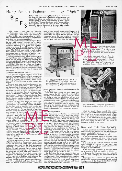 : Bees, mainly for the beginner, 1941 : Bees, mainly for the beginner, 1941