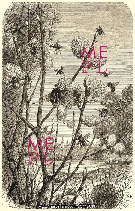 : Bees in springtime : Bees in springtime