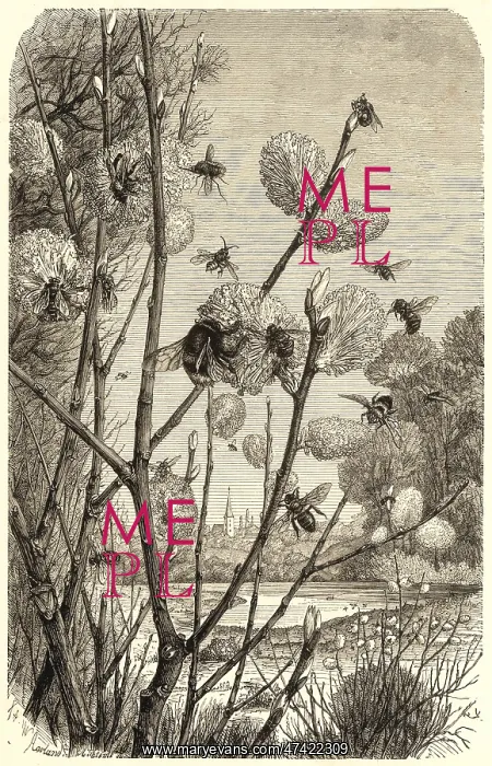 : Bees in springtime : Bees in springtime