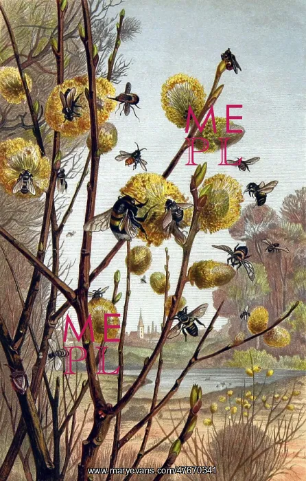 : Bees and Wasps Pollinating : Bees and Wasps Pollinating