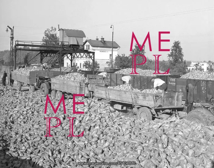 : Beet harvest : Beet harvest