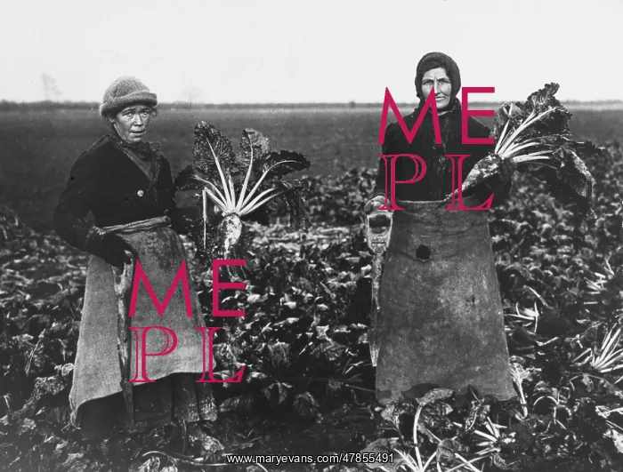  : Beet pulling, World War I