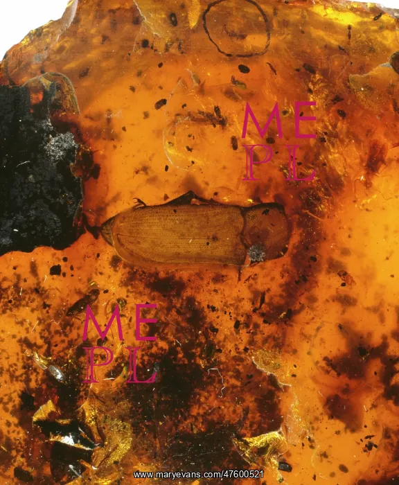: Beetle in amber : Beetle in amber