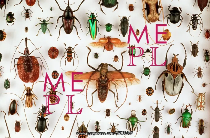 : Beetle collection : Beetle collection