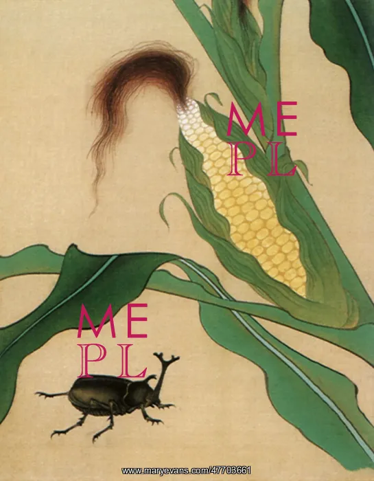 : Beetle and Ear of Corn : Beetle and Ear of Corn