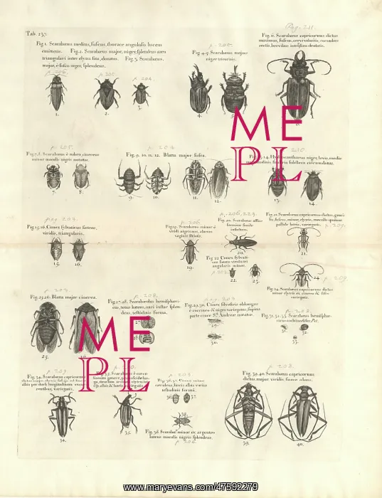 : Beetle illustration : Beetle illustration