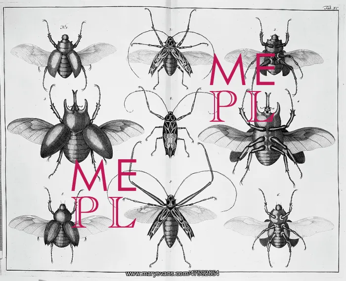 : Beetle illustration : Beetle illustration