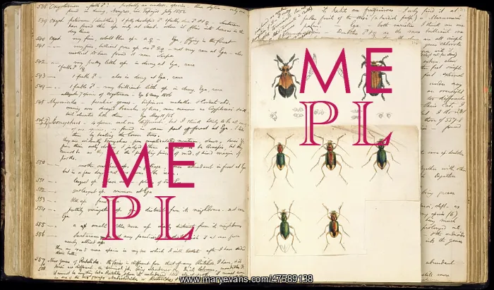 : Beetle illustrations : Beetle illustrations