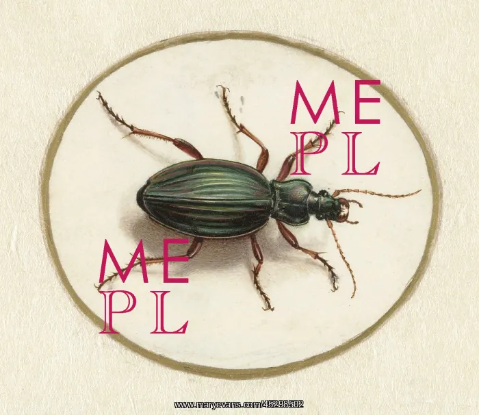  : Beetle, by Jan Augustin van der Goes