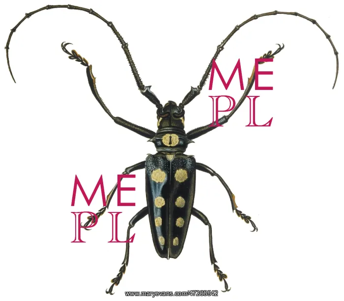 : BEETLE / LAMIA ROYLII / TZS : BEETLE / LAMIA ROYLII / TZS