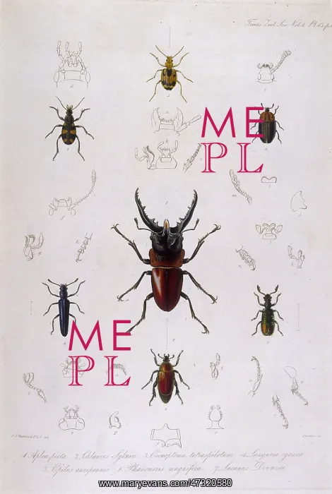 : BEETLE / LUCANUS : BEETLE / LUCANUS
