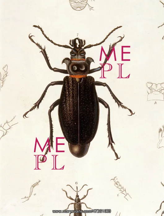 : BEETLE / PRIONUS CUMINGII : BEETLE / PRIONUS CUMINGII