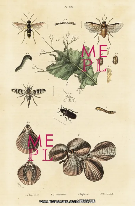: Beetle, sawfly and lamp shells : Beetle, sawfly and lamp shells