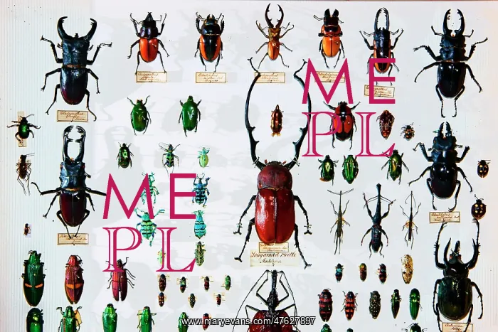: Beetle specimens from the Wallace collection : Beetle specimens from the Wallace collection