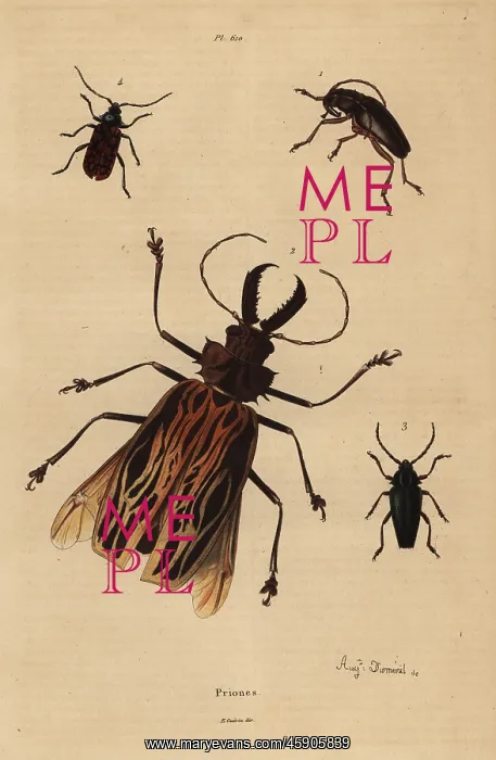 : Beetle varieties : Beetle varieties