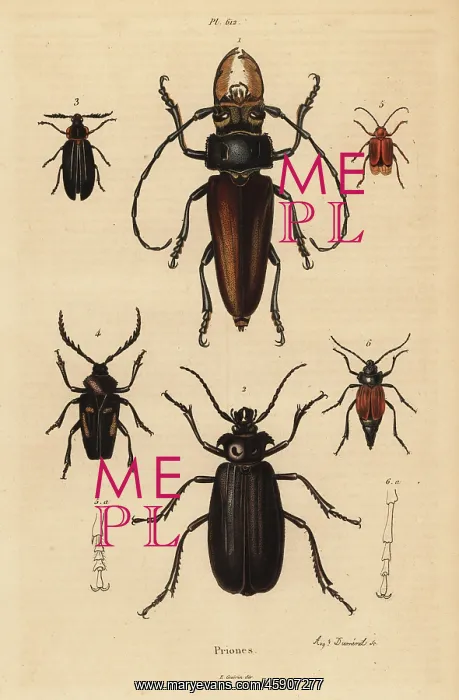 : Beetle varieties : Beetle varieties