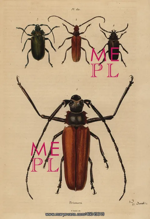 : Beetle varieties : Beetle varieties