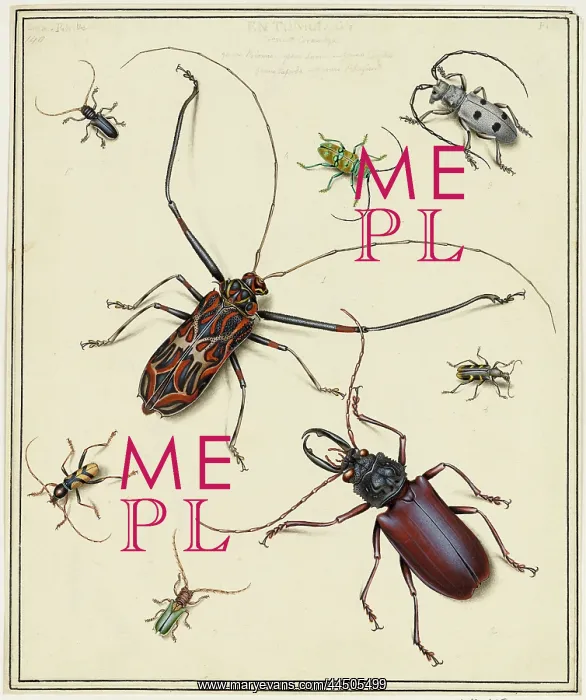  : Beetles by Edward Donovan (1768 - 1837), artist