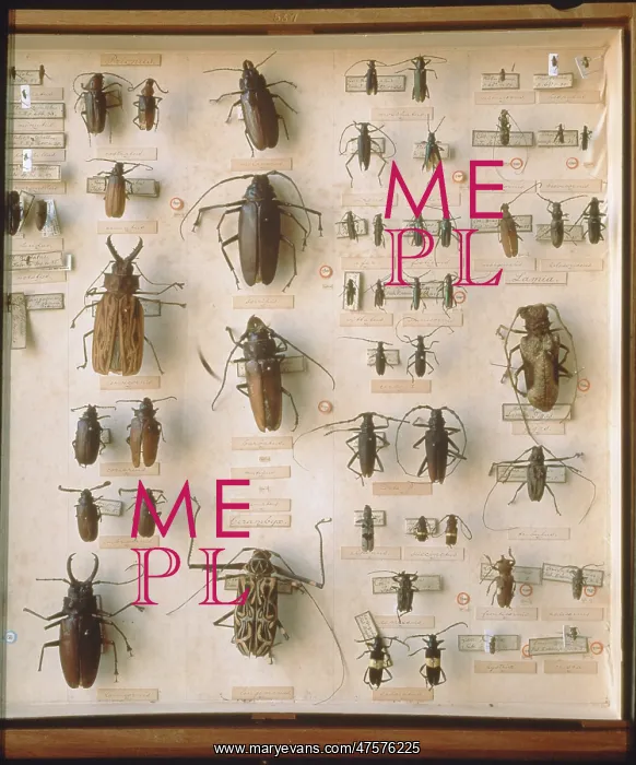 : Beetles. A selection of beetles including many longhorn beetles : Beetles. A selection of beetles including many longhorn beetles