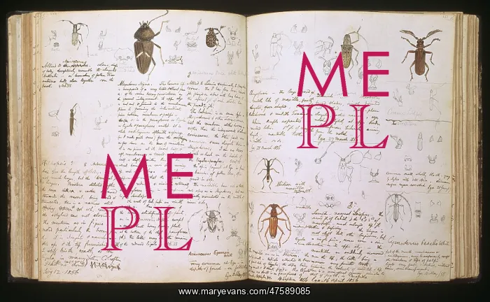 : Beetles. Double page spread of pencil and watercolour illustrations : Beetles. Double page spread of pencil and watercolour illustrations