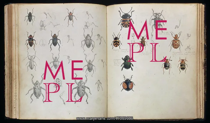 : Beetles. Double page spread of pencil and watercolour sketches of beetles : Beetles. Double page spread of pencil and watercolour sketches of beetles