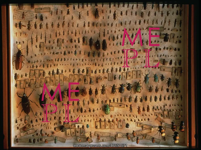 : Beetles. A selection of beetles from the collections of Sir Joseph Banks : Beetles. A selection of beetles from the collections of Sir Joseph Banks