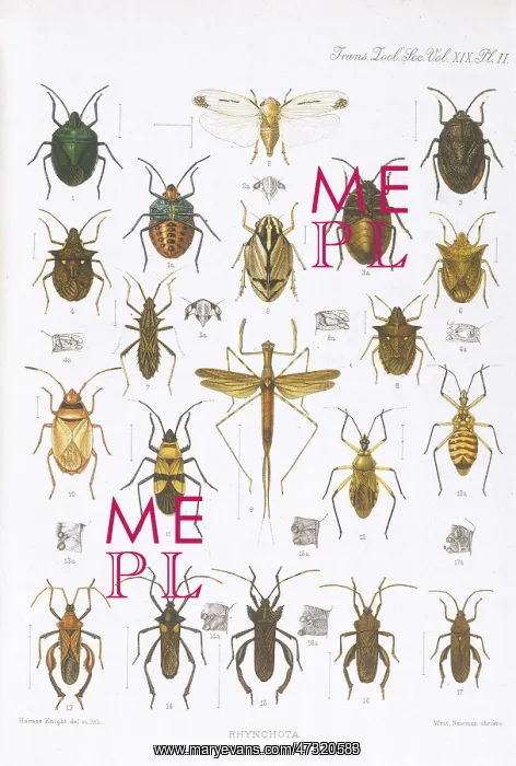 : BEETLES - ASSORTED : BEETLES - ASSORTED