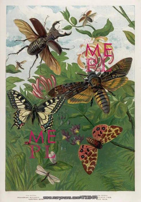  : BEETLES AND BUTTERFLIES