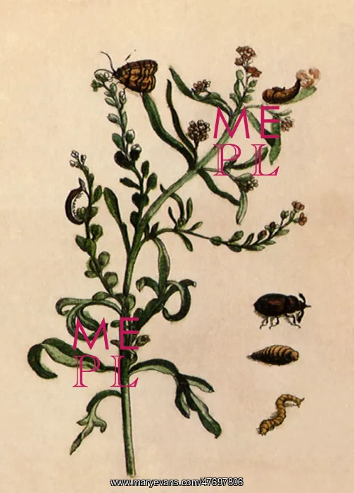 : Beetles and Butterfly : Beetles and Butterfly