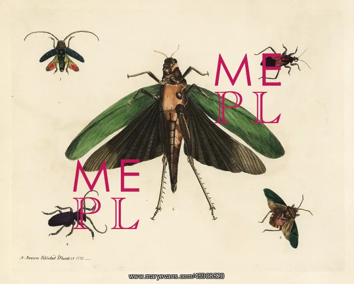 : Beetles and cricket : Beetles and cricket