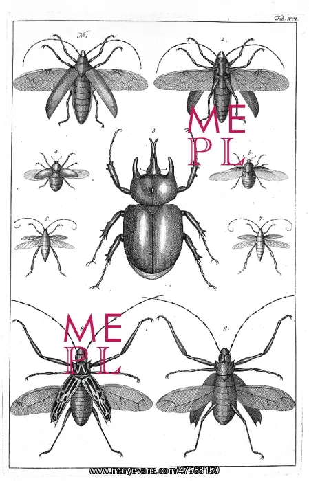 : Beetles illustration : Beetles illustration