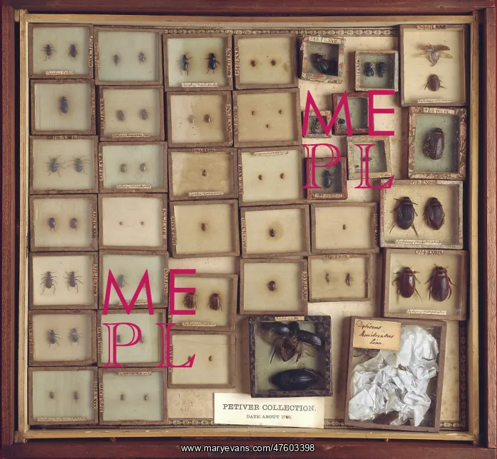 : Beetles from Joseph Dandridge's collection : Beetles from Joseph Dandridge's collection