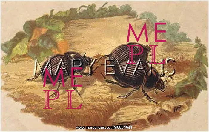  : BEETLES / SCARABS