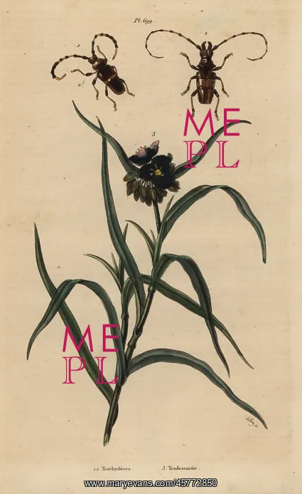 : Beetles and spiderwort : Beetles and spiderwort