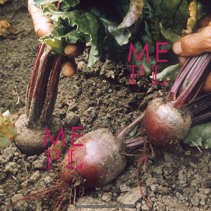  : BEETROOT. Avons Early variety of beetroot
