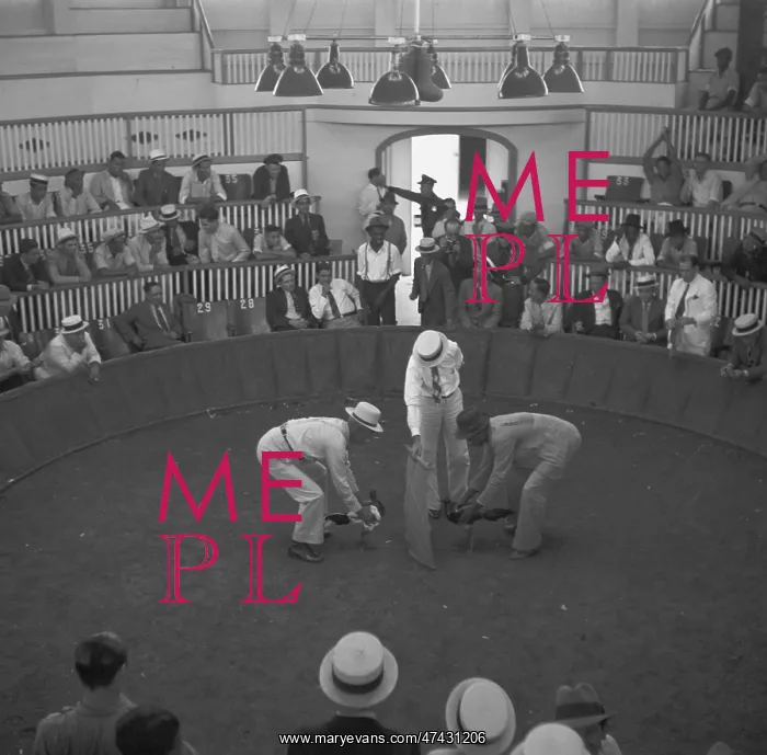 : The beginning of the cock fight : The beginning of the cock fight