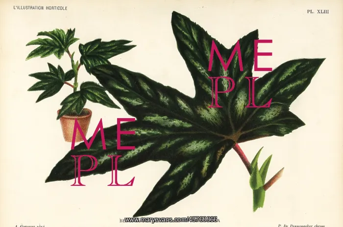 : Begonia aconitifolia : Begonia aconitifolia