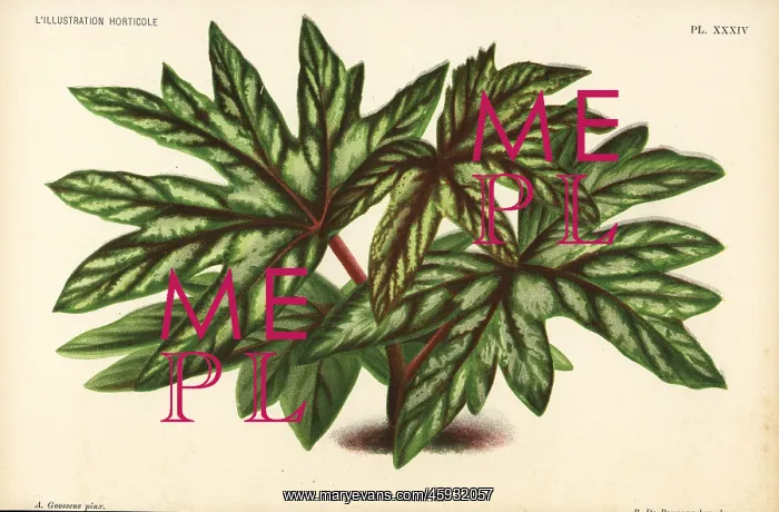: Begonia aconitifolia : Begonia aconitifolia