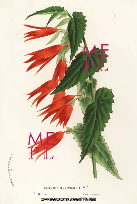 : Begonia boliviensis : Begonia boliviensis