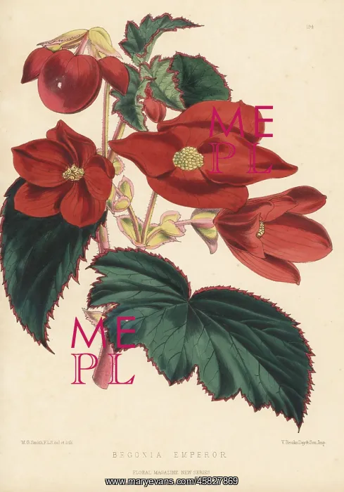 : Begonia cultivar, Emperor : Begonia cultivar, Emperor